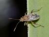 Stictopleurus sp.